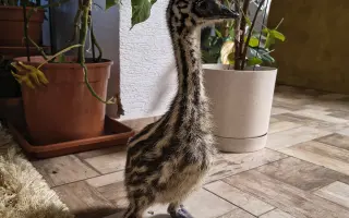 Farmička Monili : Spolu vybudujme lepšie miesto pre zvieratá