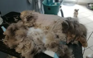 Zachráňme Miniho a dajme šancu aj tým, čo prídu po ňom Zachráňme Miniho a dajme šancu aj tým, čo prídu po ňom