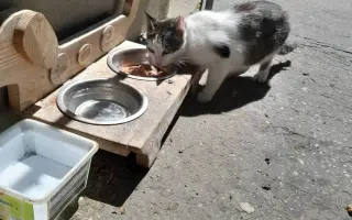 Pomôžme kocúrikovi Chlapcovi konečne voľne dýchať