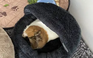 Zachráňme Mozzarellku – darujme jej potrebnú operáciu