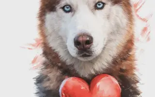 Keď labky slabnú, láska stále beží ďalej - pomôžme huskymu Hachiko