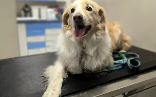 Pomôžte nám dať Dukovi šancu na ďalšie spoločné dni