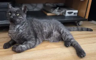Pomôžme kocúrikovi znovu postaviť sa na labky