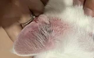 Pomôžme kocúrikovi Luciferovi bojovať s lymfómom