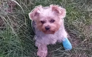 Monty má viacero diagnóz. Pomôžme mu dostať potrebnú starostlivosť.