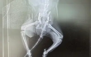 Pomôžme kocúrikovi znovu postaviť sa na labky