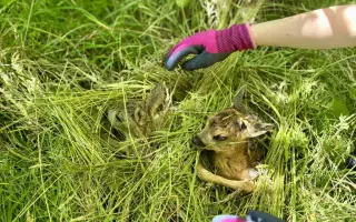 Zachráňme srnčatá pred kosbou!