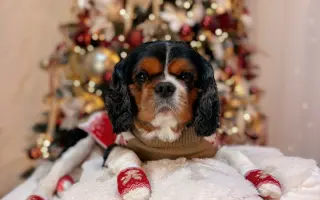 Pomôžme mladému Samkovi v boji so zlyhávanim srdiečka. Zachránime mu život.