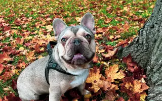 Pomôžme Dionkovi znovu chodiť