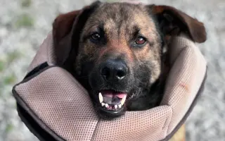 Pomôžme Jessiemu opäť sa postaviť na labky bez bolessti Pomôžme Jessiemu opäť sa postaviť na labky bez bolessti