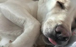 Zachráňme Eny – asistenčného psíka, ktorý bojuje o život