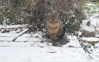 Dajme pouličným kocúrikom šancu prežiť zimu v zdraví