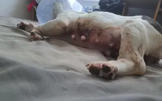 Pomôžme Julke zaplatiť za veterinárnu starostlivosť