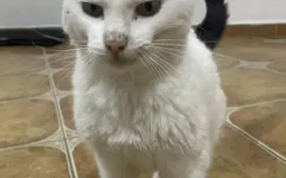 Sniežik bojuje s FIP – pomôžme mu dotiahnuť liečbu do konca