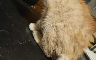 Zachráňme Miniho a dajme šancu aj tým, čo prídu po ňom Zachráňme Miniho a dajme šancu aj tým, čo prídu po ňom