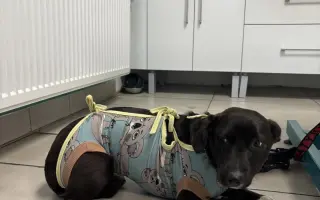 Veterinárna starostlivosť pre psy v osadách