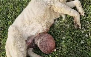 Zachráň život zvierat z osady | Podpor SOS Psíky / SOS Doggies