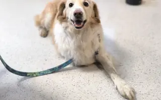 Pomôžte nám dať Dukovi šancu na ďalšie spoločné dni