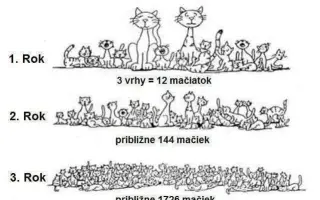 Pomôžme spolu túlavým mačkám na Kysuciach