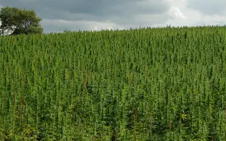 Podporte rozvoj konopnej farmy a vznik centrály spracovania konope na Slovensku