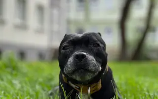 Pre Bessie, aby mohla ešte žiť naplno Pre Bessie, aby mohla ešte žiť naplno