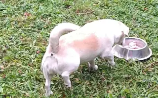 Pomôžte Penny zasa behať – láska na štyroch labkách