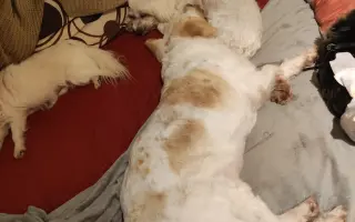 Pomôžme psím seniorom u Ivetky