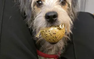 Pomôžme Rumi žiť bez bolesti