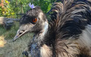 Pomôžte Detskej farme Humanita (DFH) postaviť sa na nohy