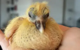 Pomôžme Vlaďke postaviť domov pre handicapované holuby