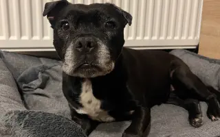 Pre Bessie, aby mohla ešte žiť naplno Pre Bessie, aby mohla ešte žiť naplno