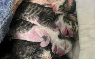 Zachráňme Miniho a dajme šancu aj tým, čo prídu po ňom Zachráňme Miniho a dajme šancu aj tým, čo prídu po ňom