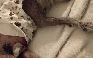 Pomôžme Rúfuskovi zabezpečiť potrebnú operáciu