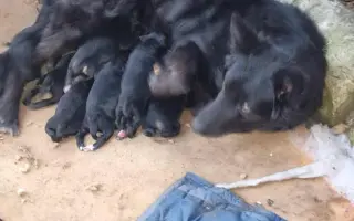 Pomôžte zastaviť utrpenie zvierat – kastrácie a veterinárna pomoc