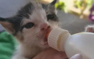 Farmička Monili : Spolu vybudujme lepšie miesto pre zvieratá