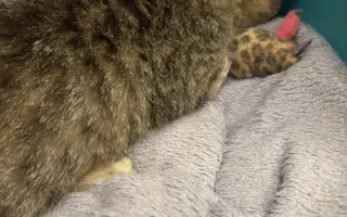 Pomôžme malému Oskarkovi znovu sa postaviť na labky