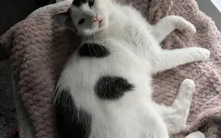 Pomôžme mladej Mňauke bojovať s vážnym FIP ochorením