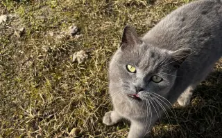 Pomôžte s kastráciou mačičiek v obci Topoľnica