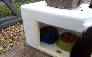 Pomôžte zabezpečiť krmivo pre pouličné mačky