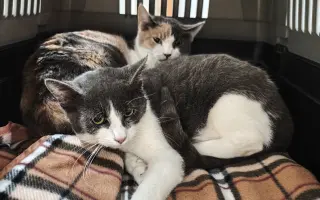 Pomôžme tam, kde by mačičky bez nás neprežili