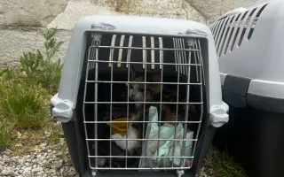 Pomôžte s kastráciou mačičiek v obci Topoľnica