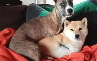 Pomôžme hendikepovanej fenke Freyuške