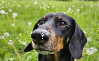 Pomôžme Molly s rekonvalescenciou po operácii