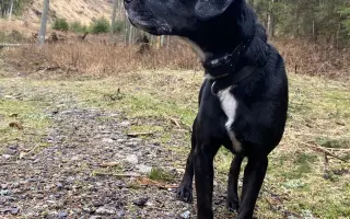 Darujme Benjimu nový život bez bolesti