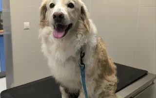 Pomôžte nám dať Dukovi šancu na ďalšie spoločné dni