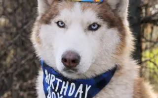 Keď labky slabnú, láska stále beží ďalej - pomôžme huskymu Hachiko