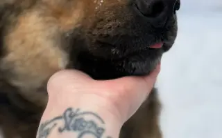 Podporme kastrácie v osade Rakúsy