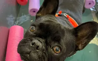 Vráťme Honey život, ktorý mala