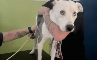 Loki bojuje o život – pomôžme mu pokryť náklady na operáciu