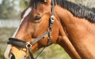 Pomôžme zachrániť Cartiera a Leuške jej milovaného konského priateľa